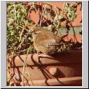 Troglodytes troglodytes - Zaunkoenig 04.jpg